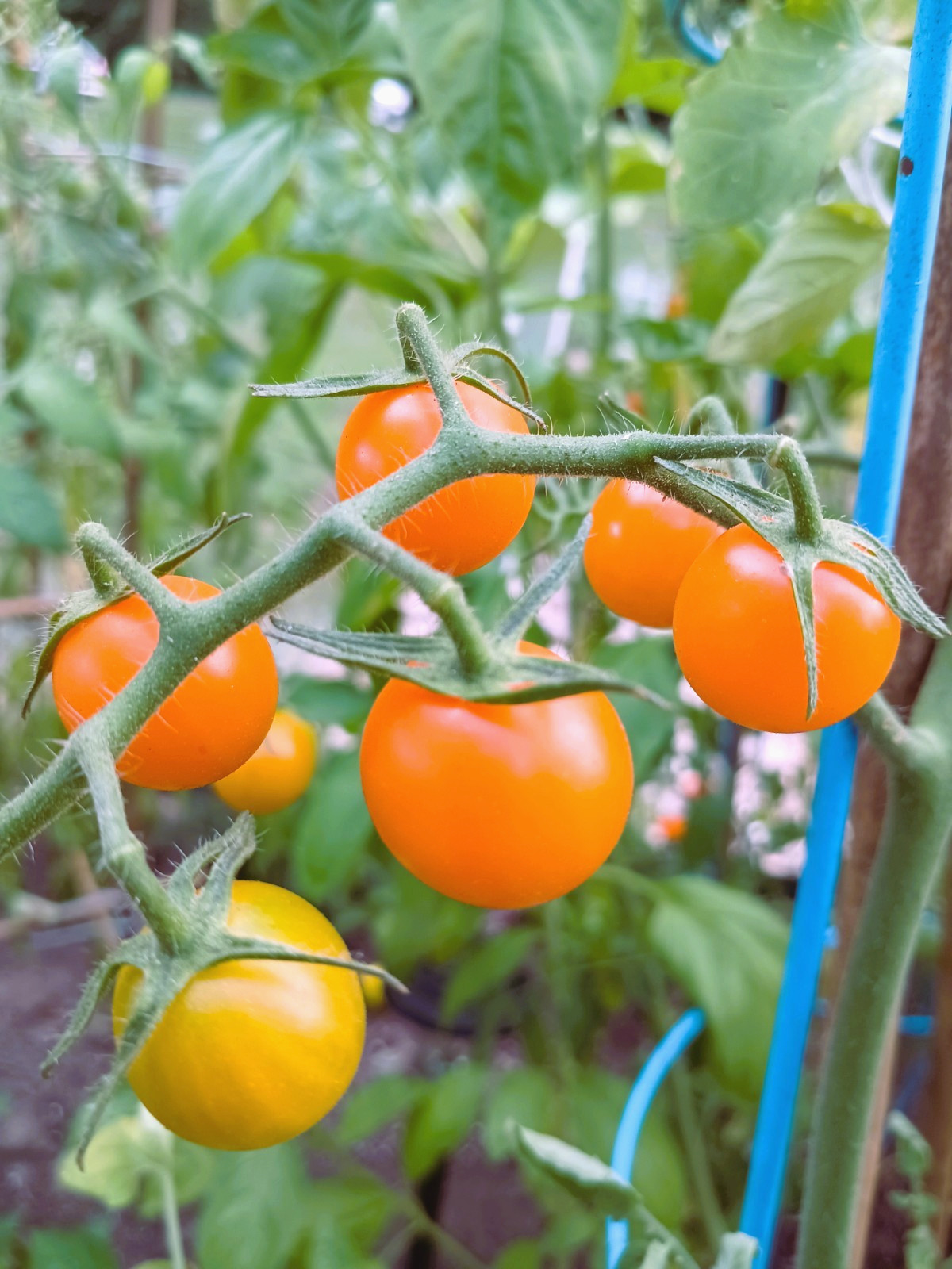 *NEW* 2023* ORGANIC SUN SUGAR CHERRY TOMATO 15 FRESH SEEDS SWEET SUMMER *2023*
