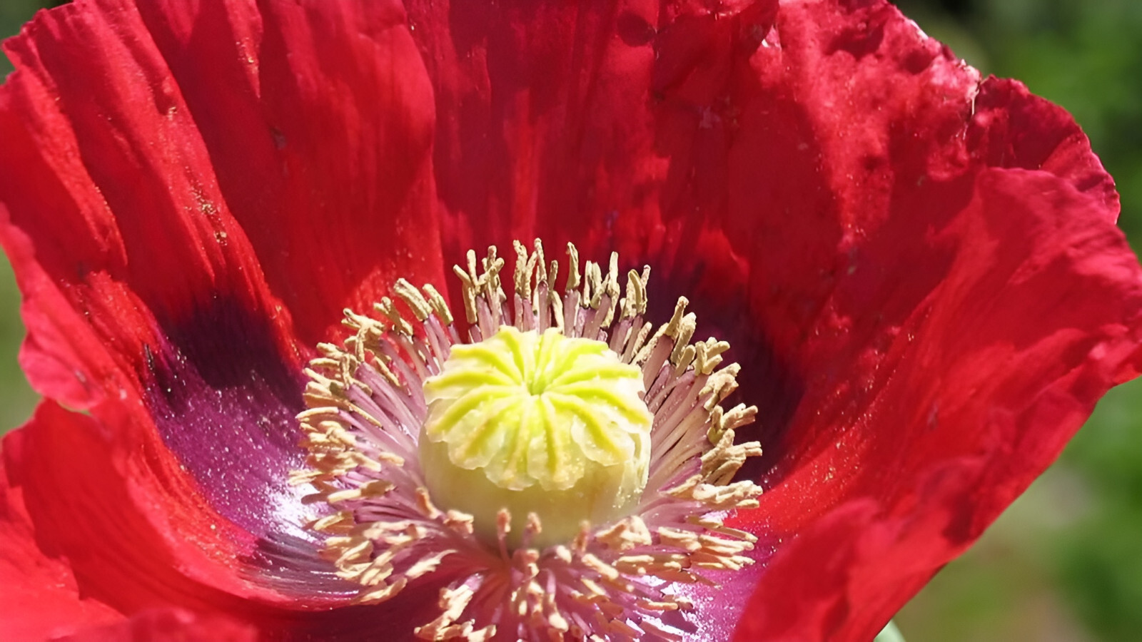 1,000 Giant Red Breadseed Poppy Seeds – P. Somniferum – Huge Scarlet Red Blooms