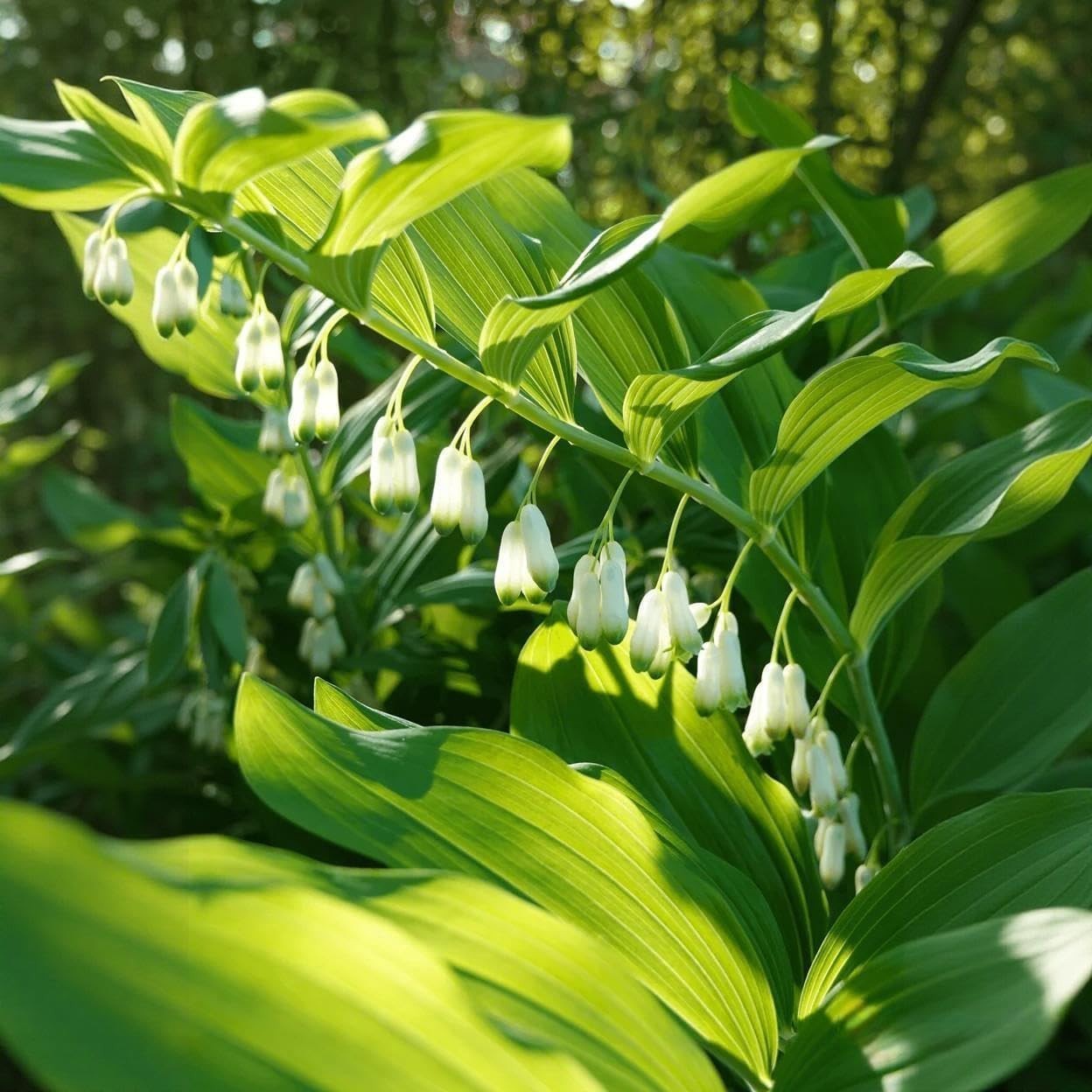 18 Solomon’s Seal Seeds, Polygonatum Perennial Flower Seeds for Shade Garden, El