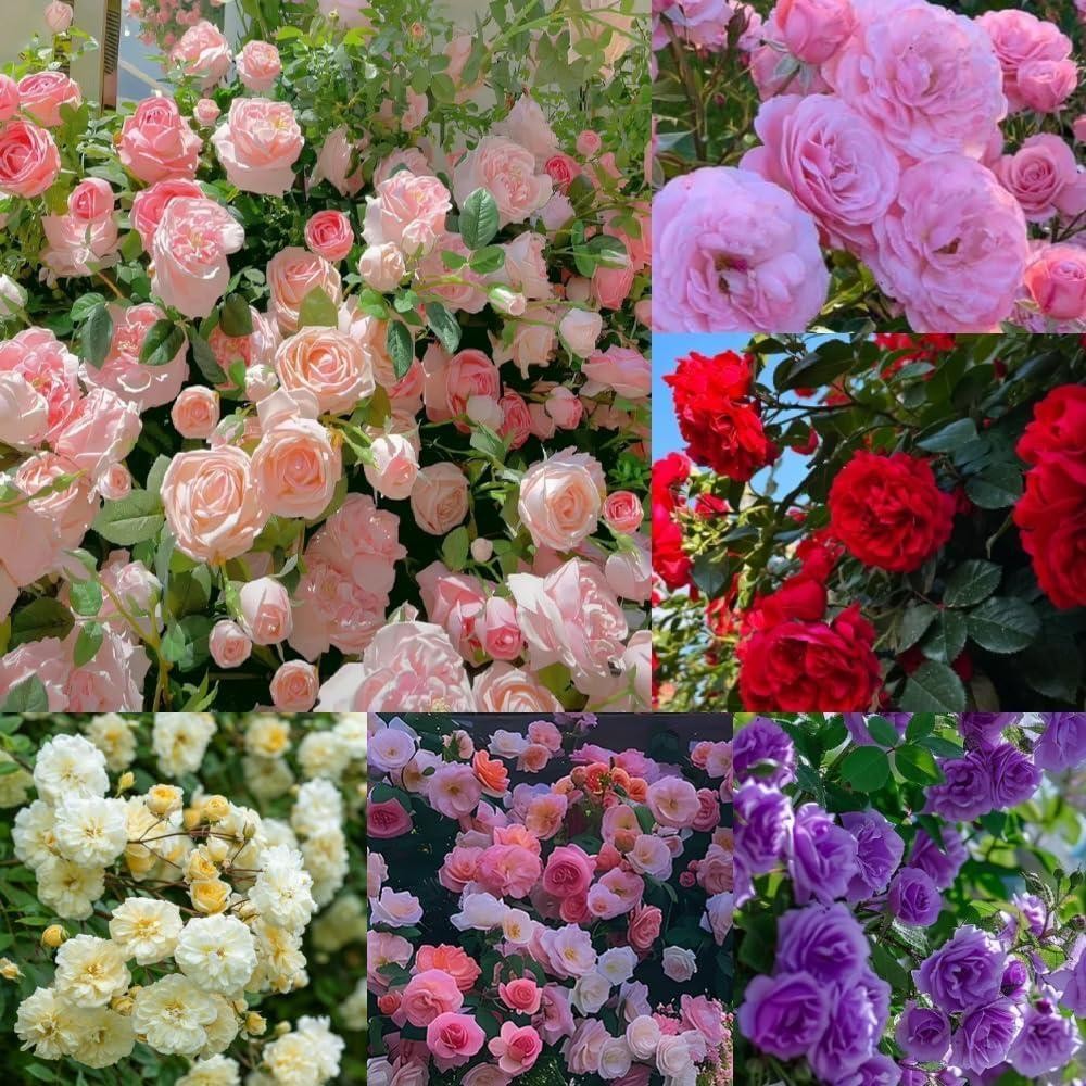 300+mixed Climbing Rose Rosa Seeds for Planting Outdoors -heirloom Garden Vine H