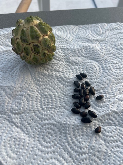 Sugar apple (Annona squamosa) 20 fresh seeds