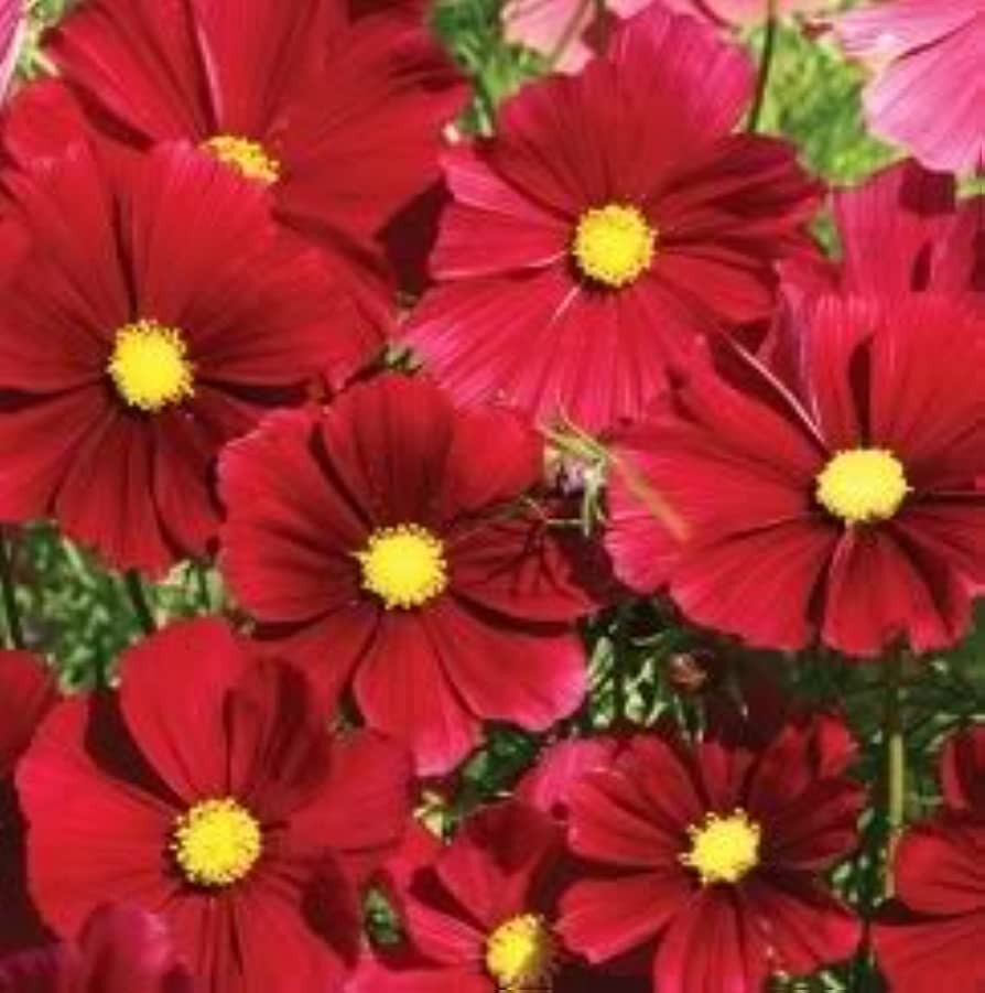 cosmos, DAZZLER RED flower – 140 SEEDS! GroCo USA – BUY ANY 10 – SHIPS FREE