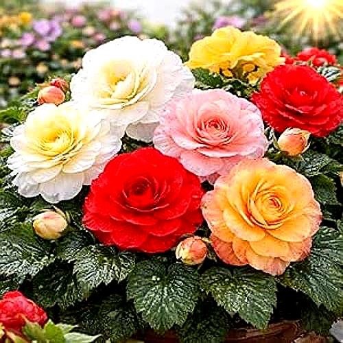 Odorata Begonia Bulbs Mix – Fragrant Double Flowering Begonias (3 Bulbs)