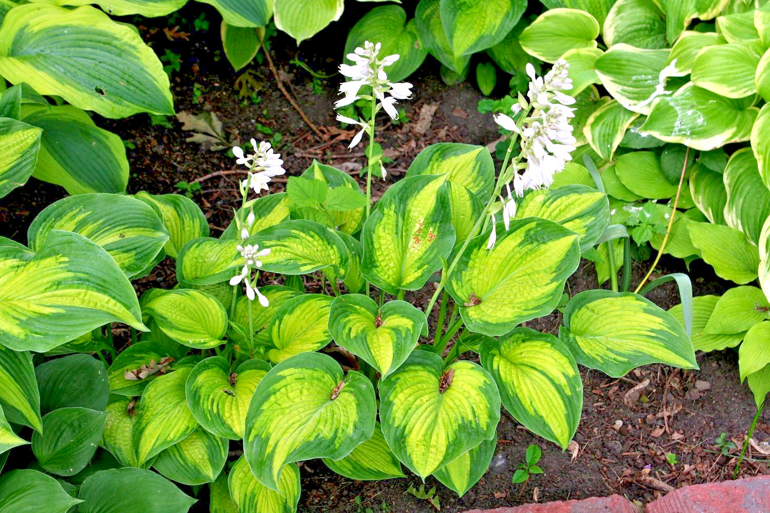 Hosta mix 100 seeds large variety, blue, grey, yellow, large, small, variegated
