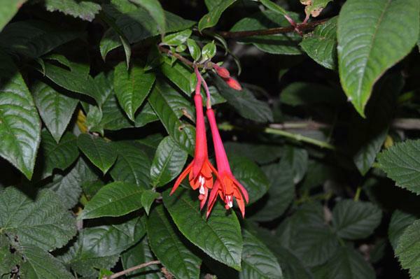Fuchsia Fanfare | Fanfare Fuchsia | 50 Seeds