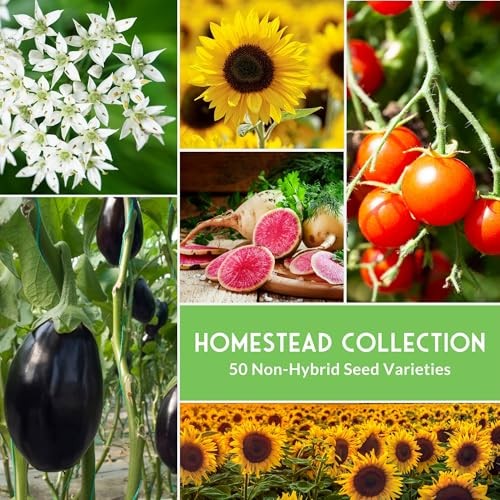 Homesteader Seed Vault – 50 Packs of Non-GMO Heirloom Vegetable, Homesteader 50