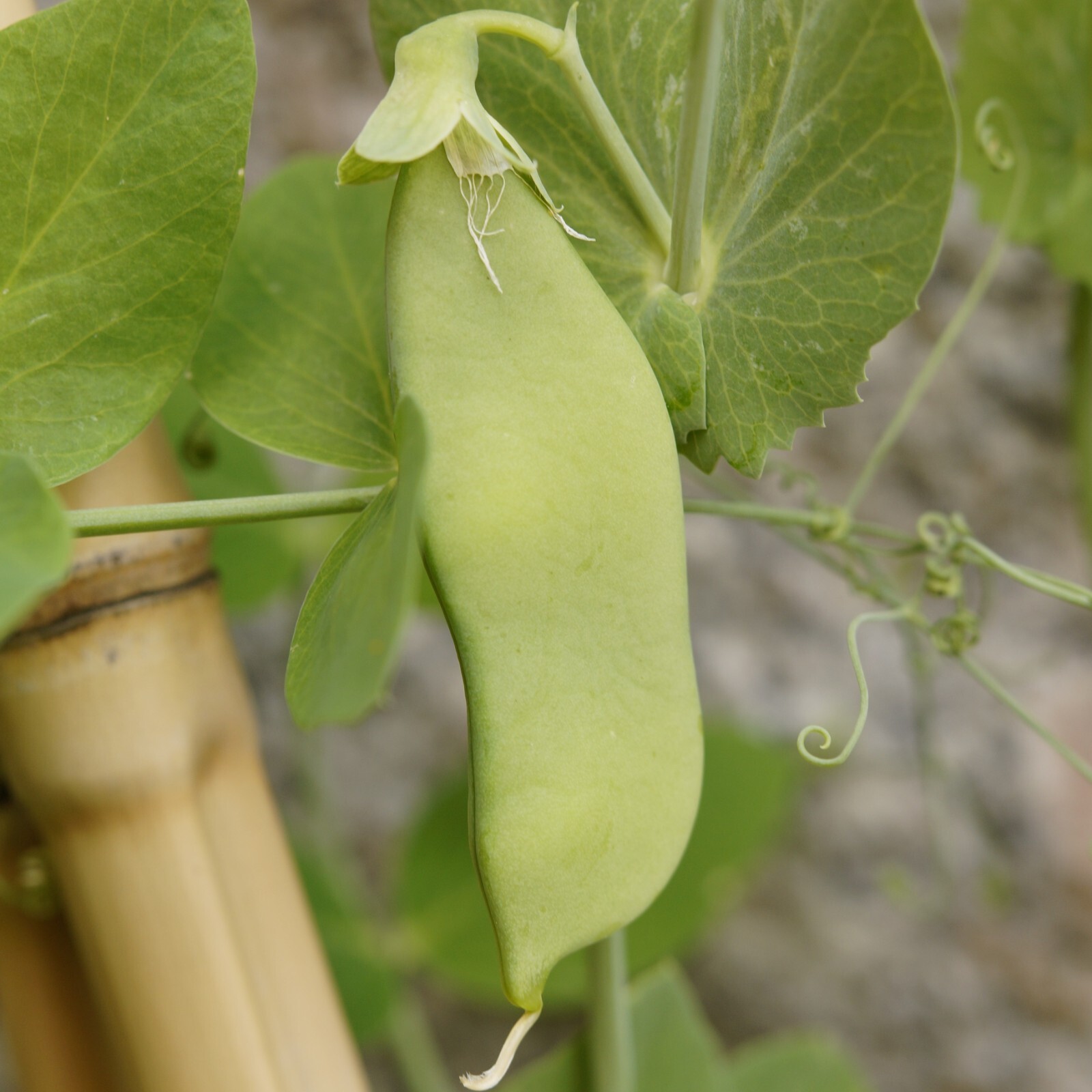Pea Oregon Sugar Pod Seeds, Tender Snow Pea, Crisp Pods, Non-GMO, Free Shipping
