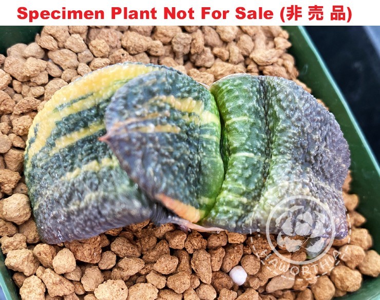 G-52 Gasteria armstrongii cv ‘Pearl Gagyuu’ variegate, 20 fresh seeds 2024