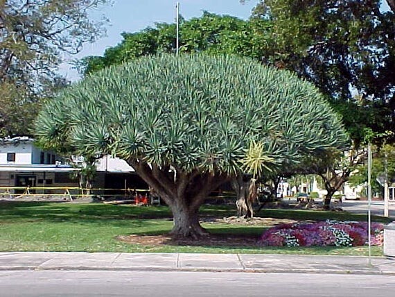 10 Dragon’s Blood Tree Seeds (Dracaena draco) Exotic Canary Island Palm Bonsai