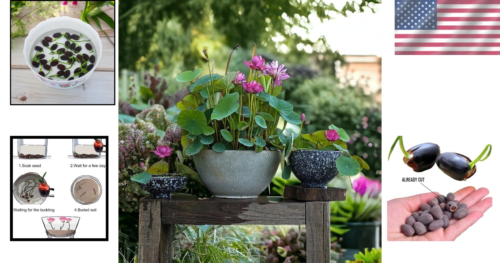 Bonsai Lotus Seeds – 20pcs in Pink, Red & Green for Indoor and Outdoor Ponds