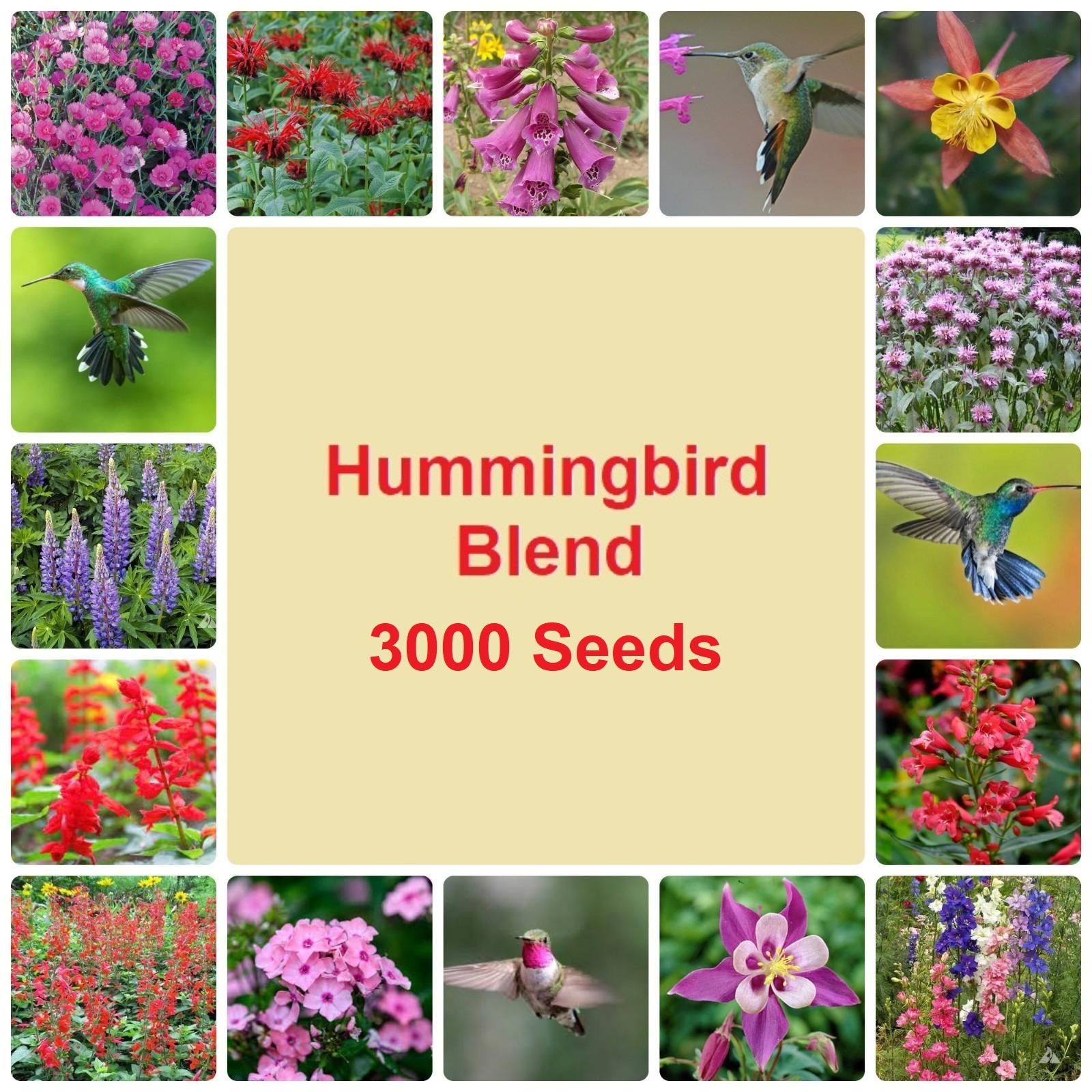 3000 Hummingbird & Butterfly Pollinator Wildflower Seeds Mix Non-GMO