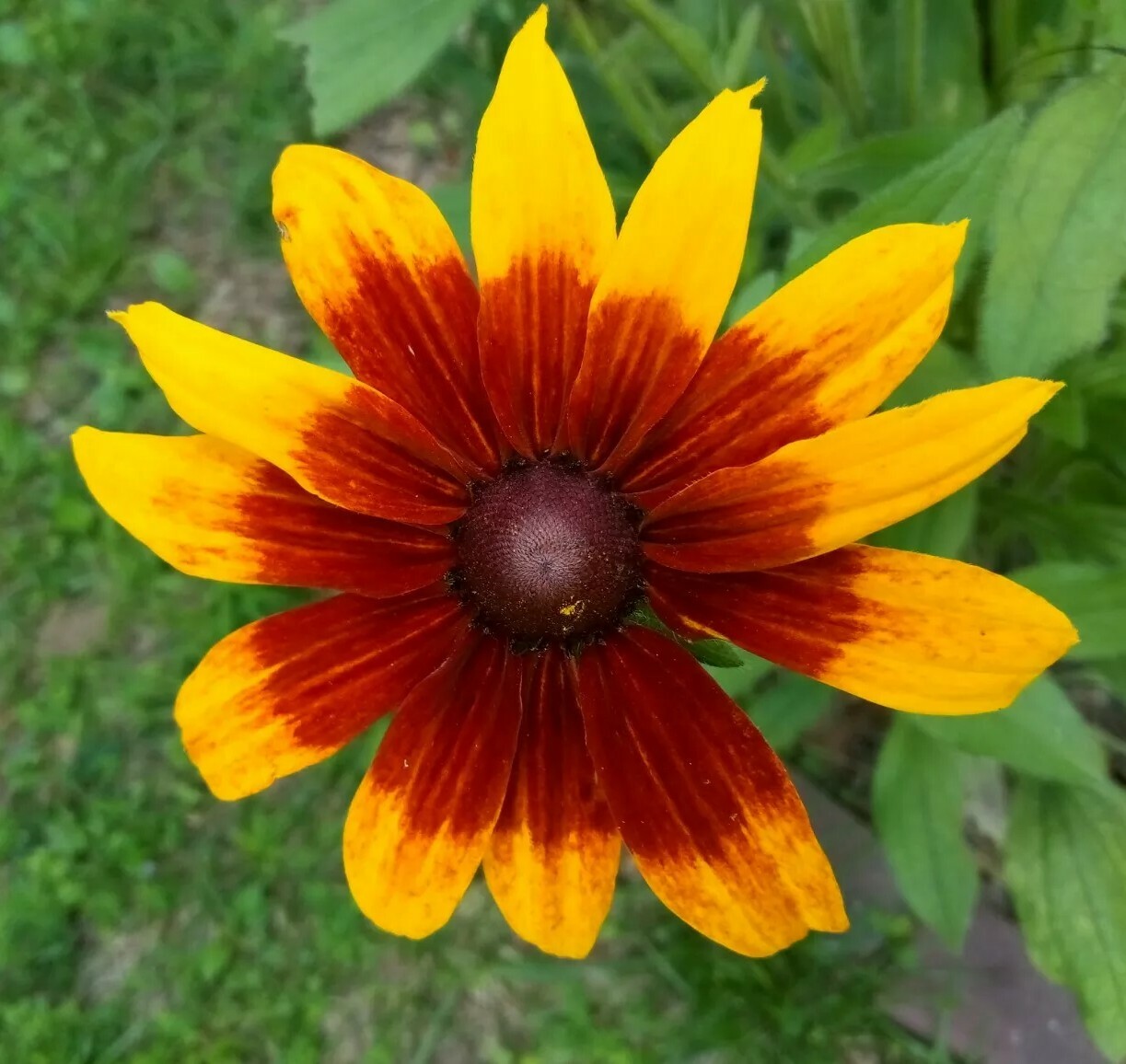 300+Native Perennial Large Daisy Seeds(Rudbeckia Hirta Gloriosa)Gold,Orange,Red.