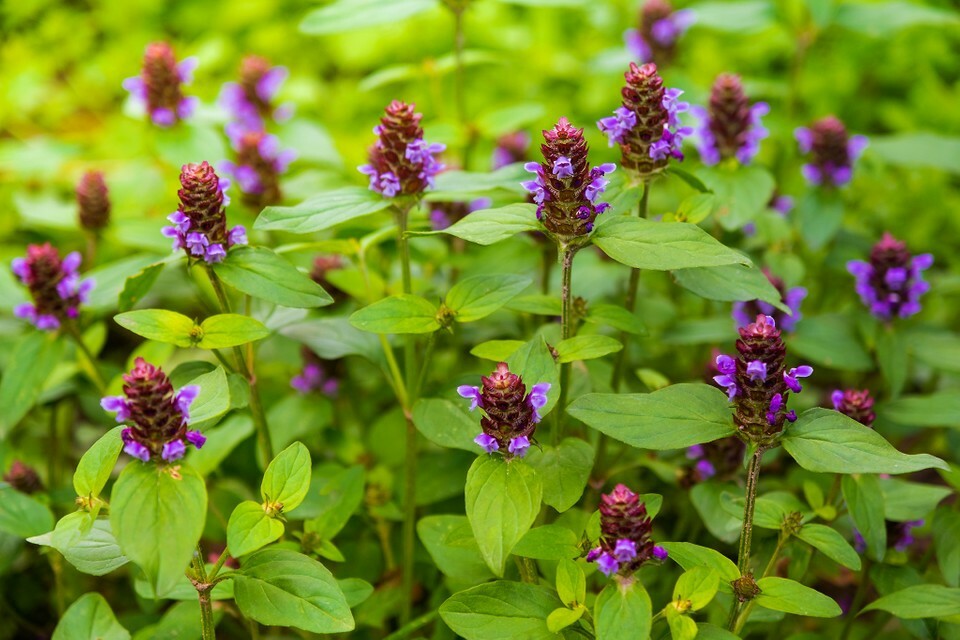 Self Heal (Prunella vulgaris) Seeds, organic All Heal