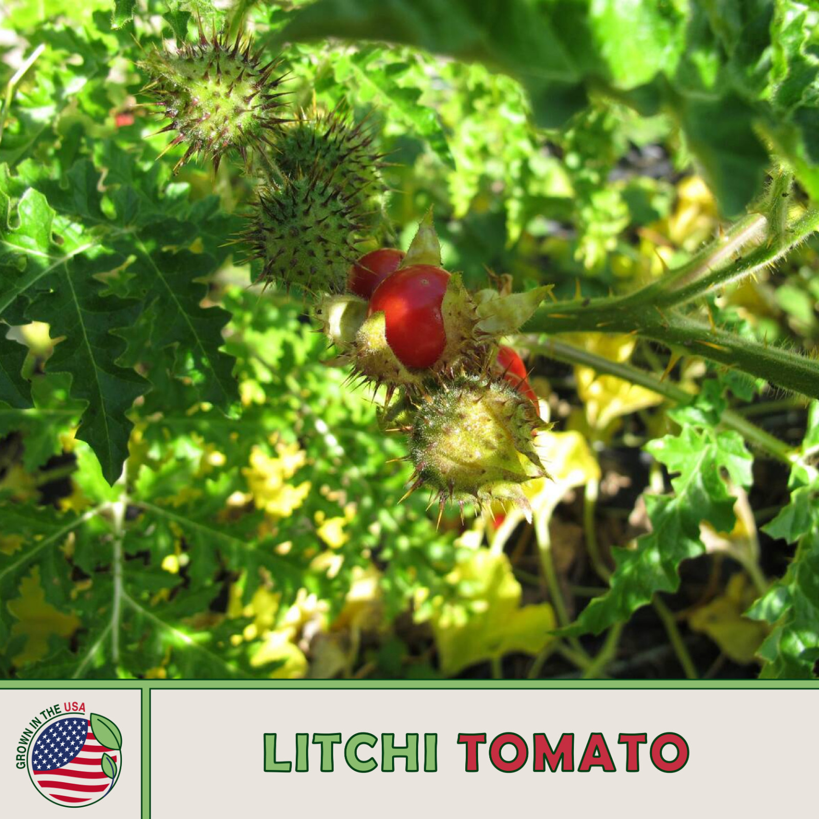10 Rare Litchi Tomato Seeds-Heirloom-Solanum sisymbriifolium Free Shipping USA