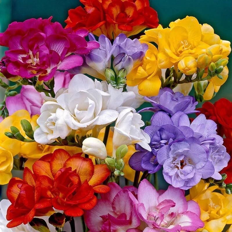 Freesia double flowering mix – 20 flower bulbs Gorgeous Colors