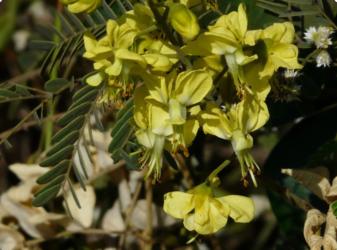 Caesalpinia Decapetala 10 Seeds, Biancaea Shrub Mysore Thorn Cat’s Claw