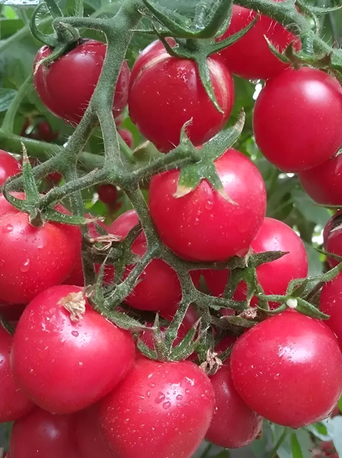 100 Heirloom Small Red Cherry Tomato Seeds – Sweet and Bite Sized! Indeterminate