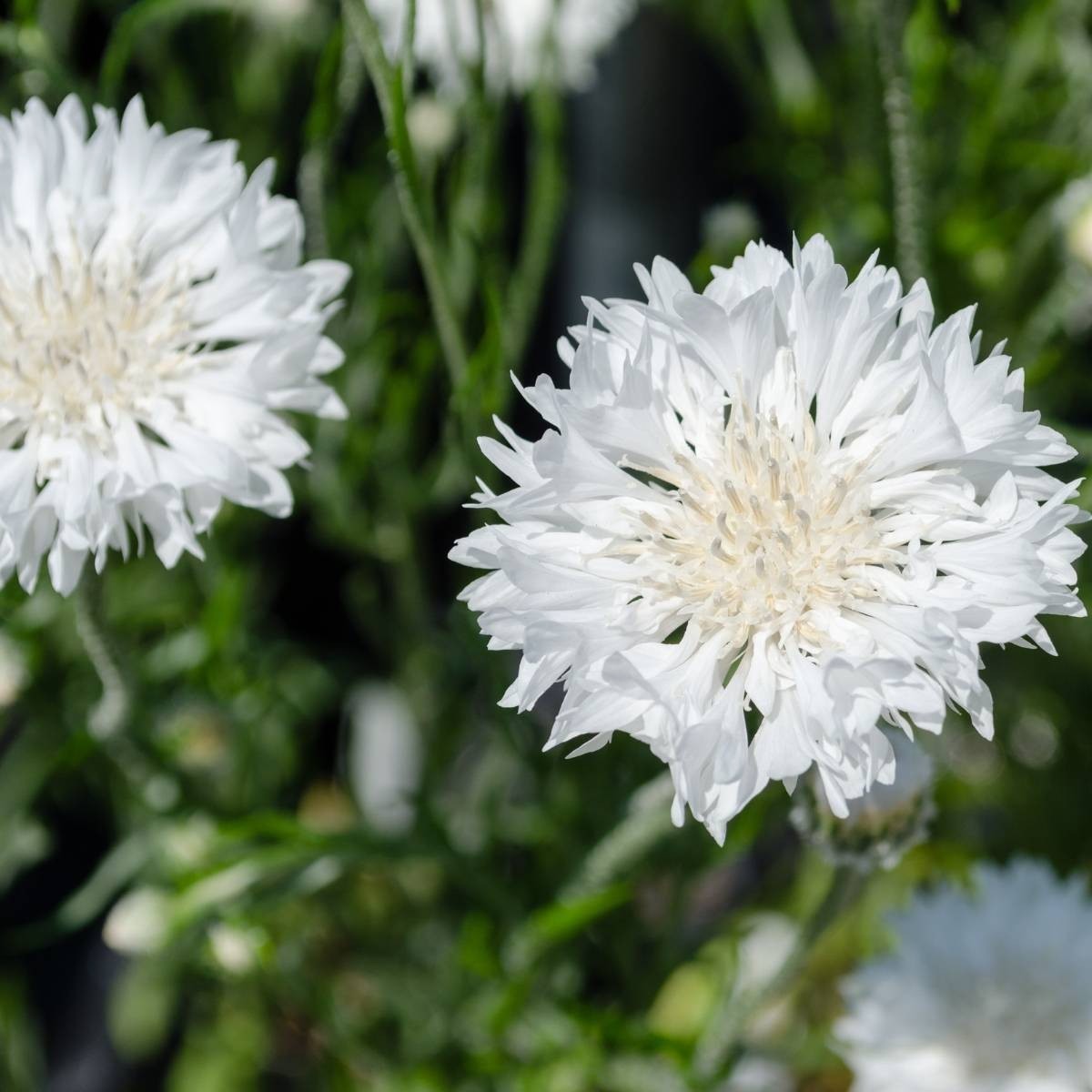 300 Tall White Bachelor Button (Centaurea cyanus) Seed