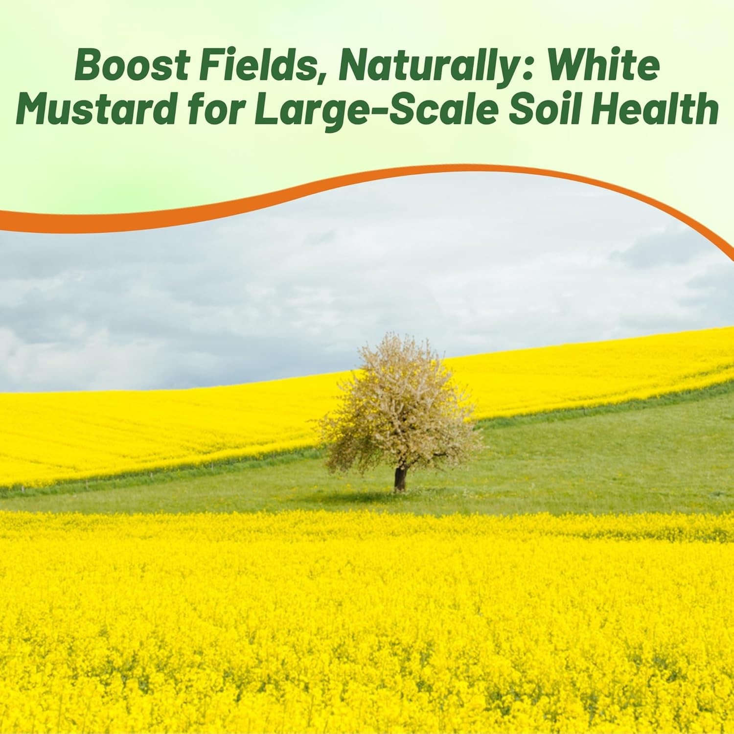 5 LBS White Mustard Seeds For Cover Crops