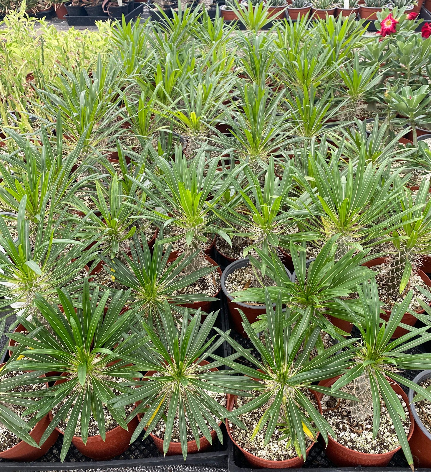Pachypodium lamerei Seeds (Madagascar Palm) – Exotic Succulent Seeds -California