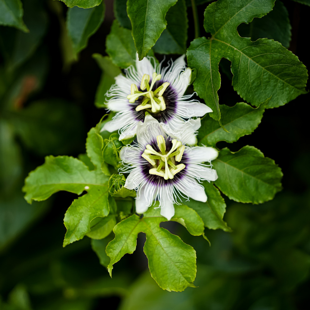 High Yielding Passionfruit Live Plant 4-6 Inches Tall Rooted Cold Hardy Vine