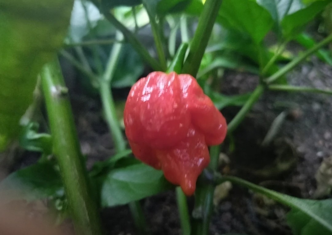 SUPERHOT!- Variety Pack – Over 200! Seeds – One Dozen Different Hot Varieties.