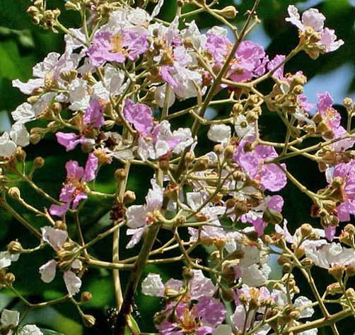 Crape Myrtle floribunda | Tropical Crape Myrtle | 10 seeds