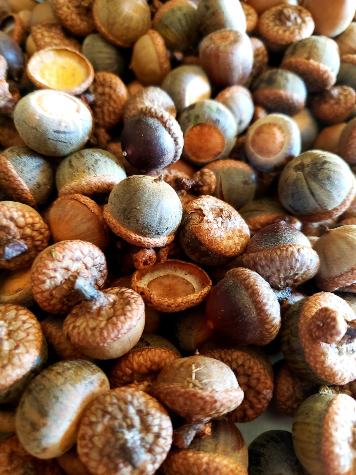 1/2 POUND Mixed Variety Acorns. Oak Tree Acorns. Handpicked Daily!