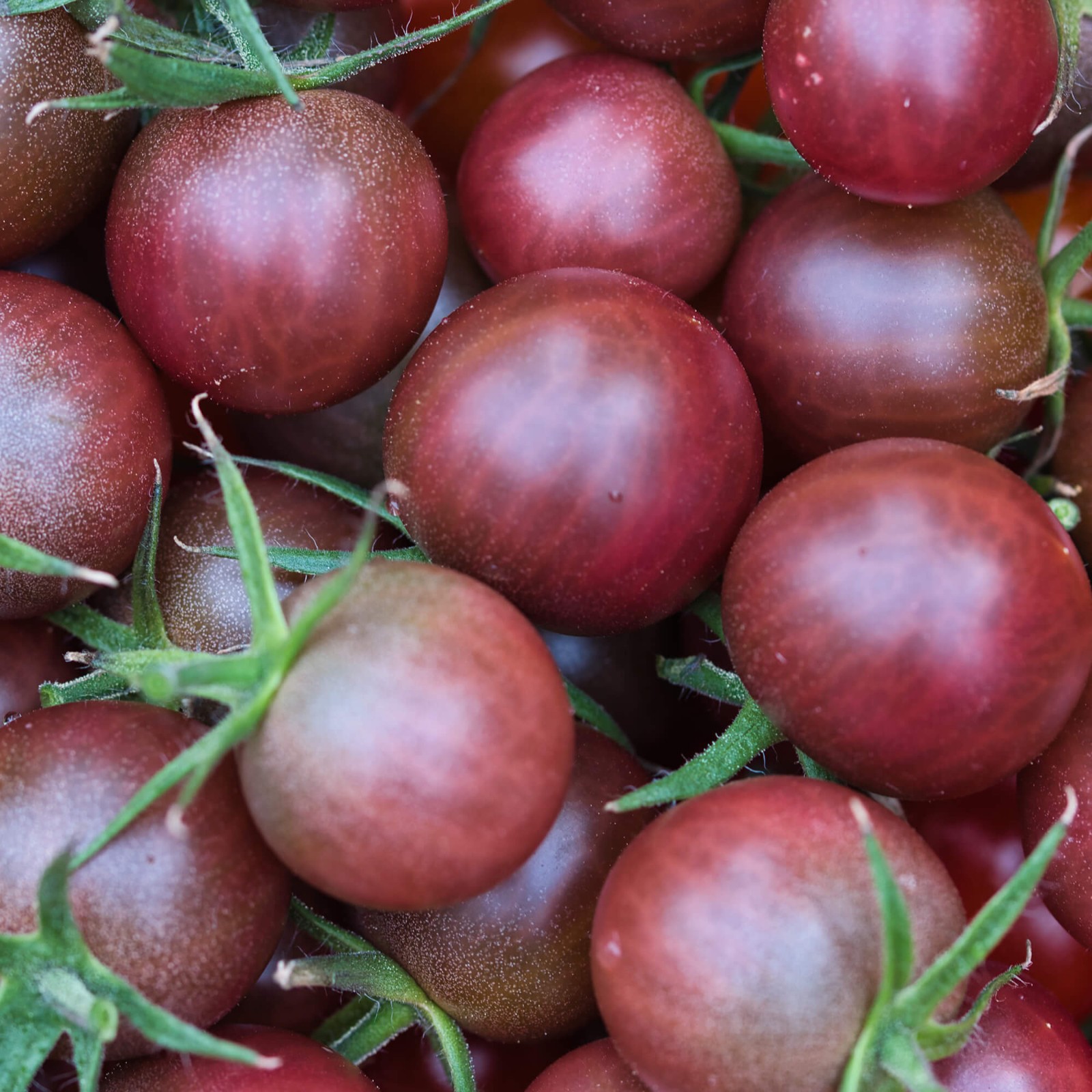 Rosella Cherry Tomato Seeds | Heirloom / Non-GMO | Free Shipping | 1299