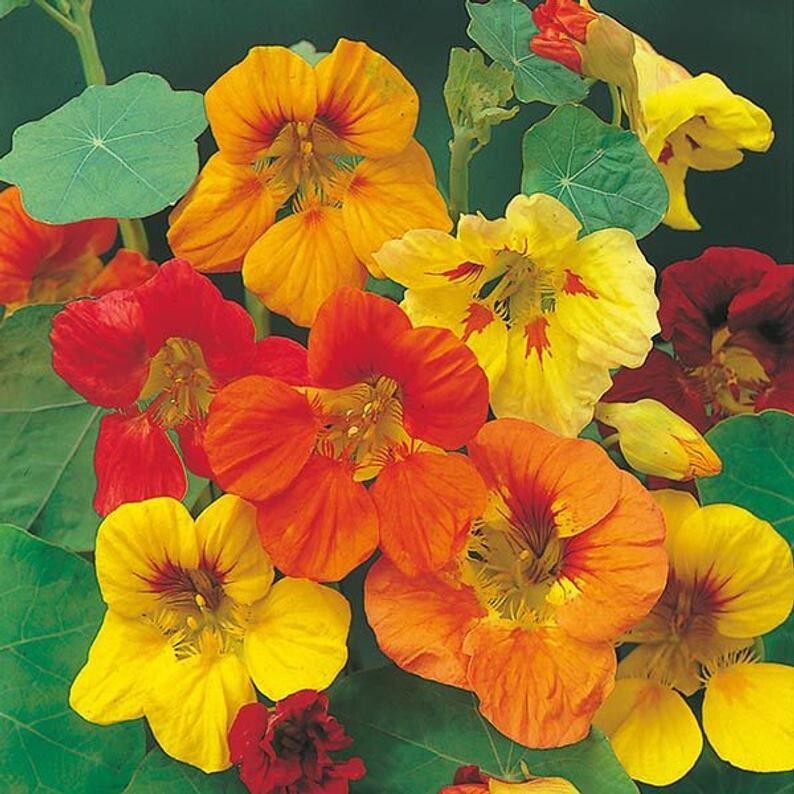Nasturtium Tall Single Mix – 25 seeds – Trailing, Climbing – Tropaeolum majus