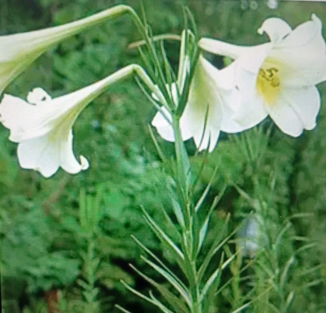 Beautiful Fragrant White Flowers (Formosa Lily Seeds)