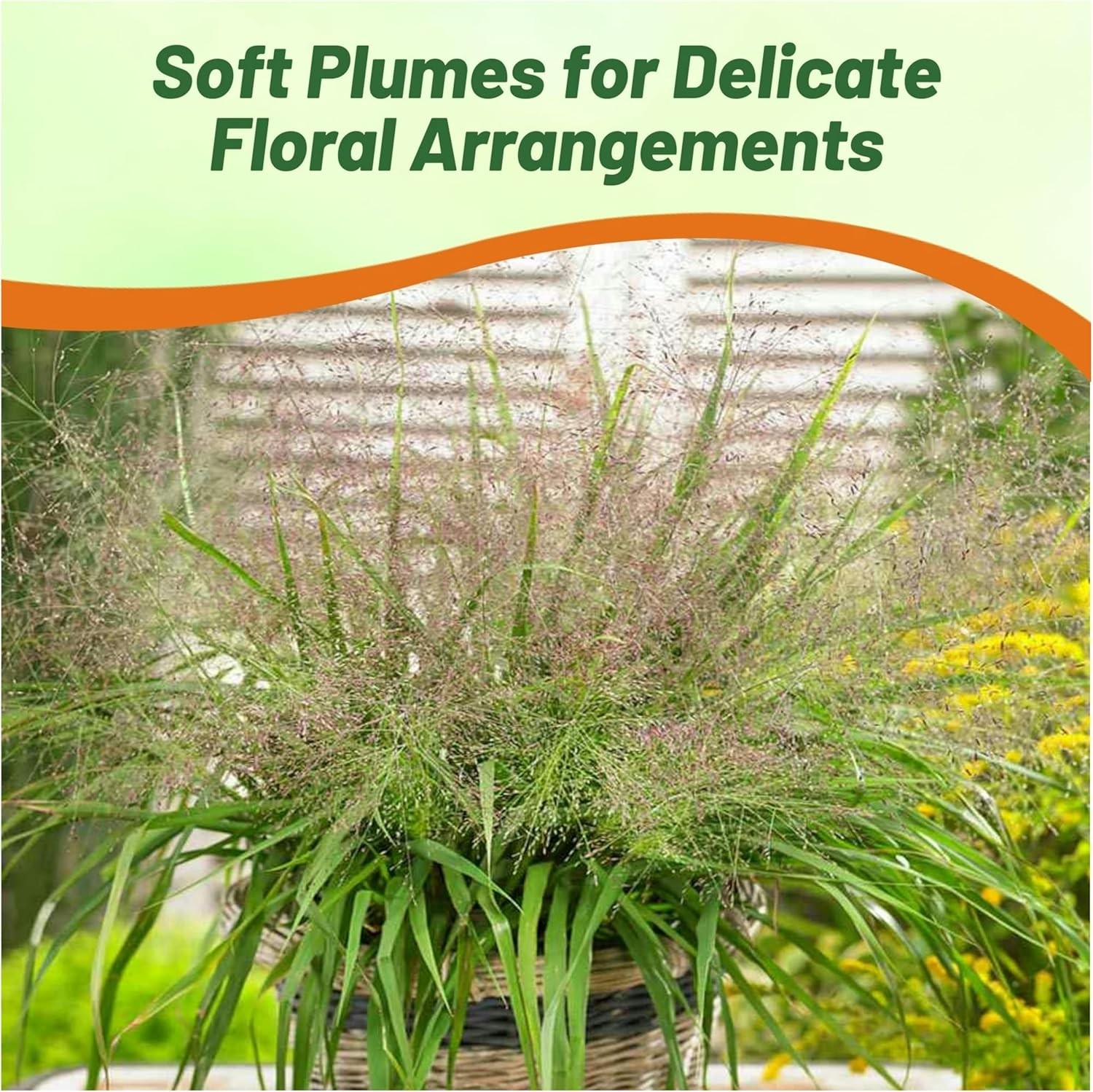 1000 Seeds Drought Tolerant Love Grass Eragrostis Spectabilis Ornamental