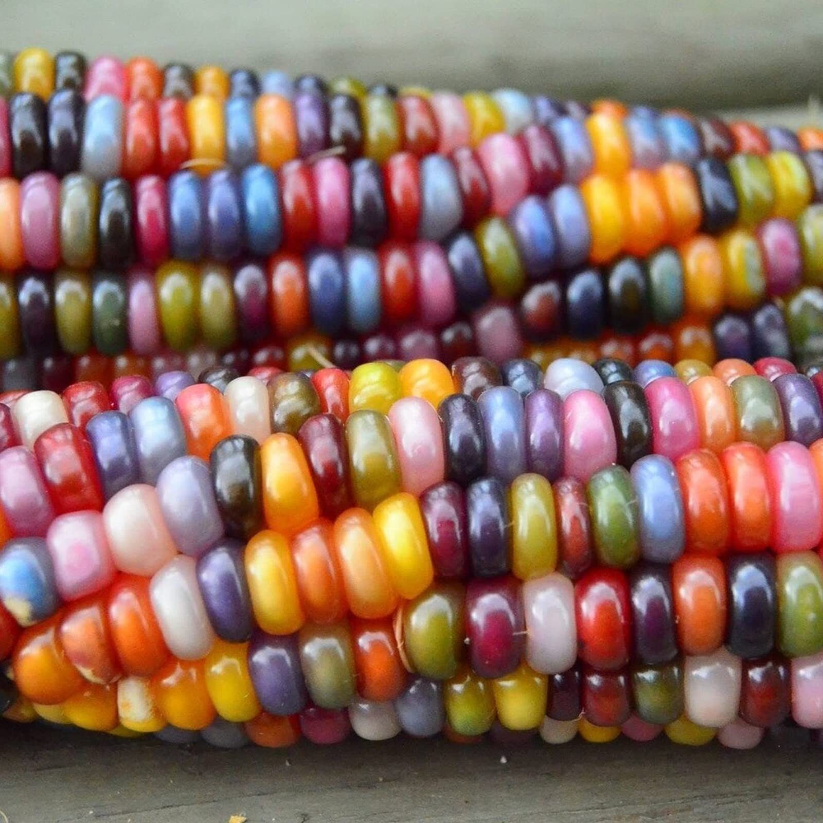 250+Glass Gem Corn Seeds for Planting Vegetables and Fruits,Heirloom Seeds Non G