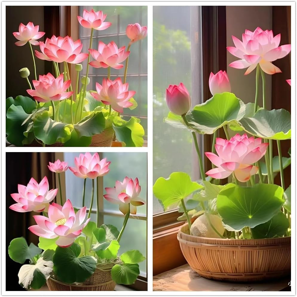 120Pcs Lotus Seeds for Planting in Water – Mixed Bowl Lotus Flower, Water Lily