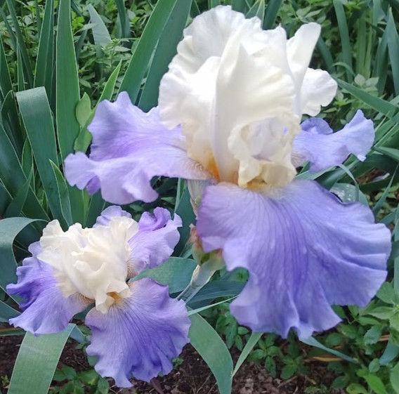 (4) TALL BEARDED IRIS RHIZOME RANDOM MIX BEAUTIFUL FLOWERS ROOT GARDEN PLANTS