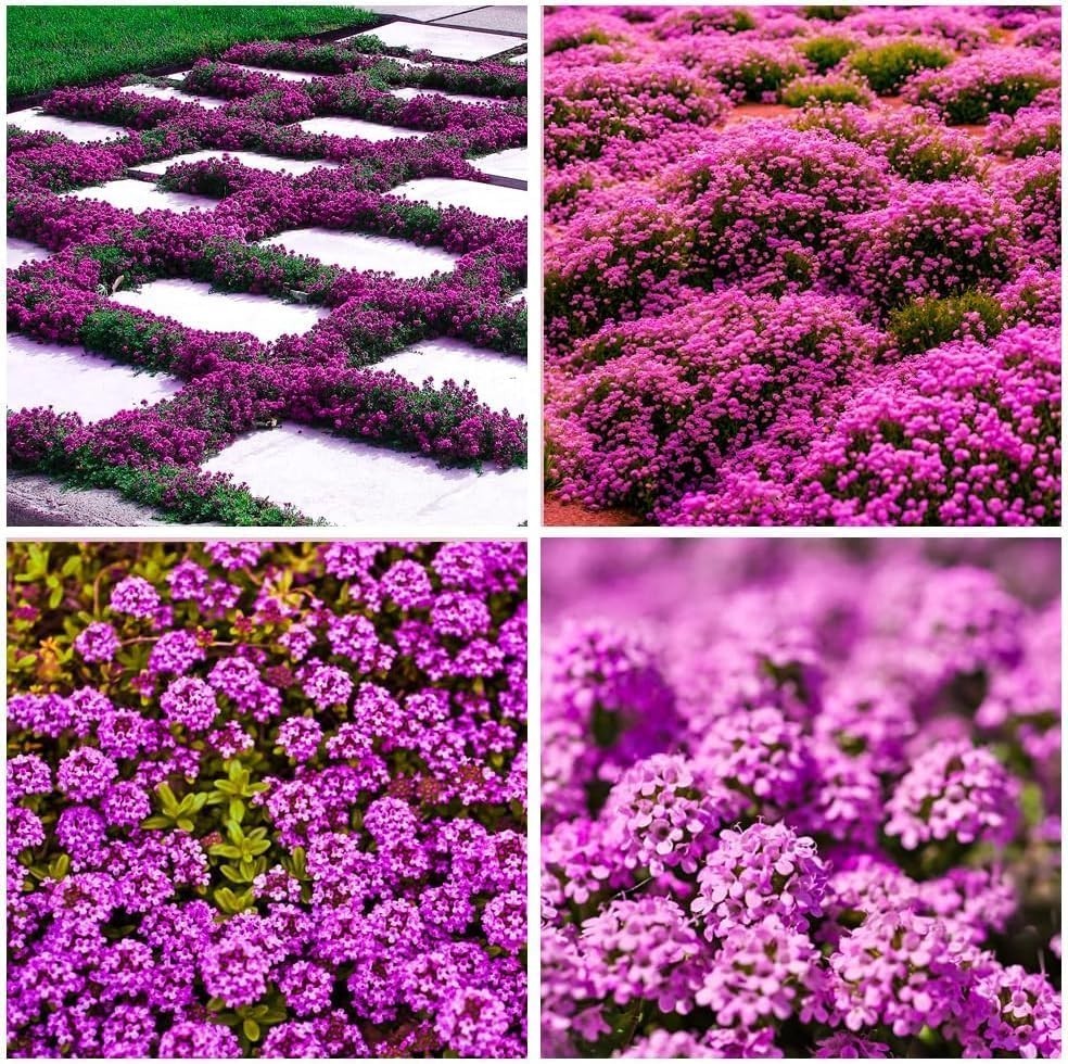 20000+ Creeping Thyme Seeds Wild Creeping Thyme Seeds for Planting