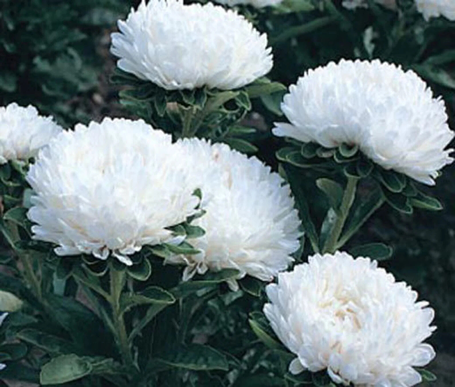 50 Seeds ASTER MILADY MIX Callistephus Dwarf, 10” tall, 3” flowers, fresh