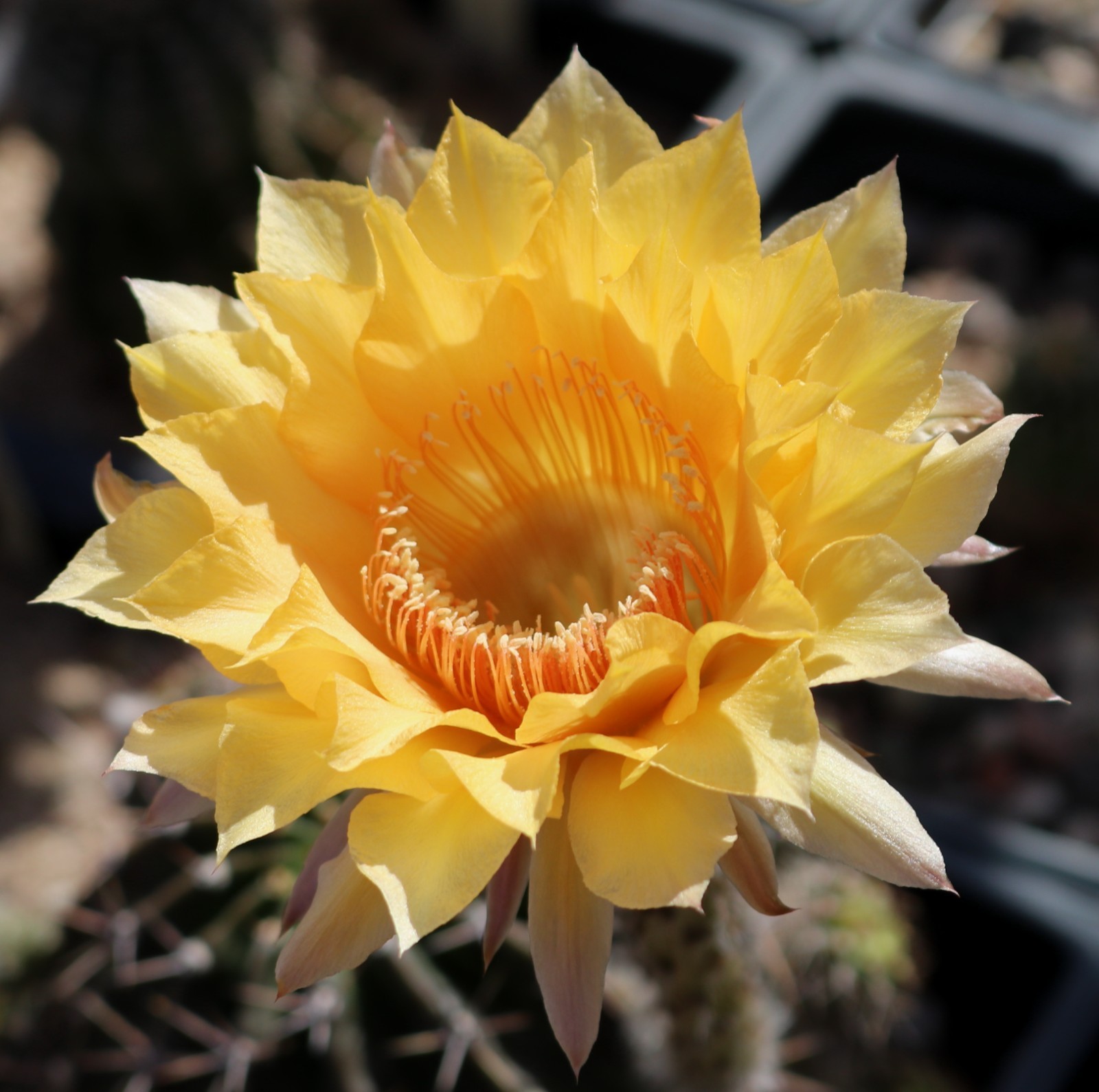 Echinopsis hybrid ‘Orange Glory’