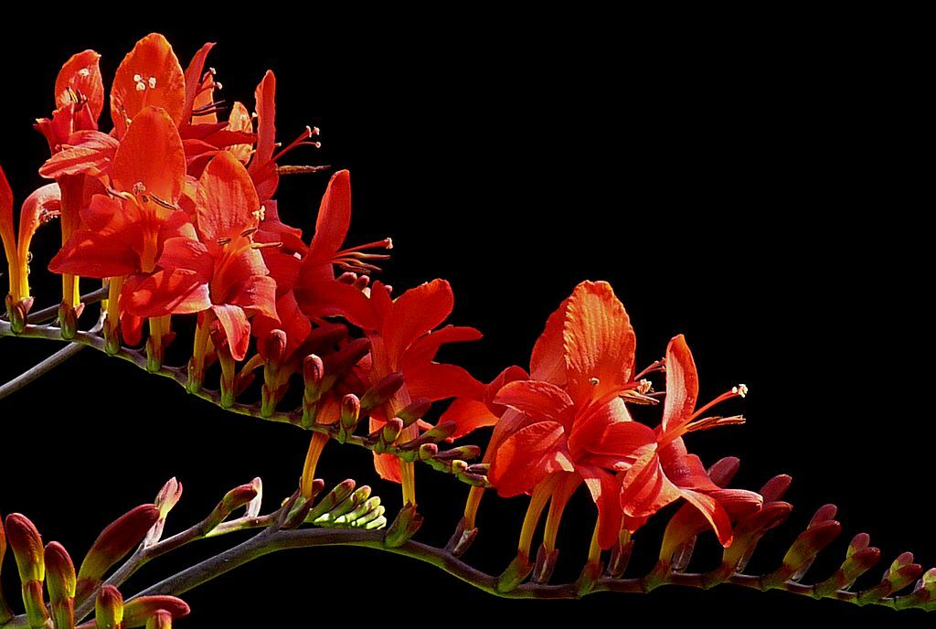 CROCOSMIA LUCIFER 100 SEEDS, bright red flowers, EZ to grow seeds, USA seller