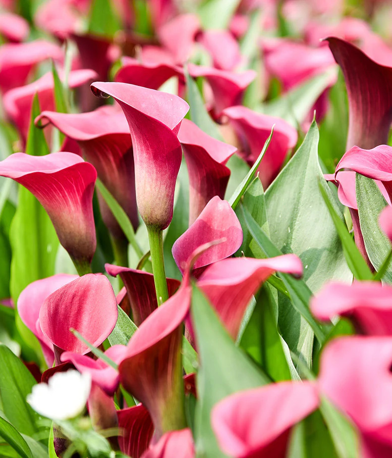 Allure Calla Lily – 3 tubers