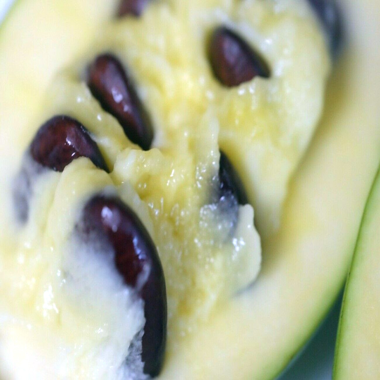STRATIFIED PAW PAW FRUIT TREE SEEDS (Asimina Triloba) INDIAN BANANA Hardy Plant