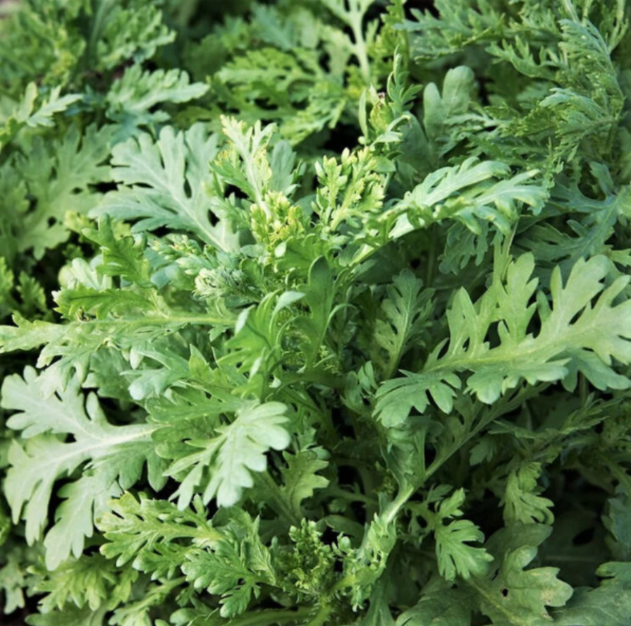 20g Chrysanthemum Greens Seeds – Asian Vegetable – Tan O Leafy Green