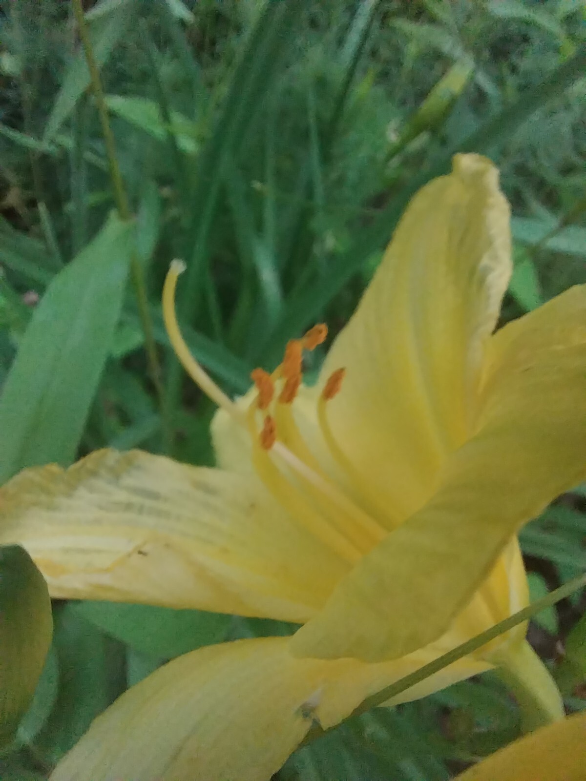 Daylily “Happy Returns” /Light yellow” / 1 bare root/ USDA hardiness zones 3-9