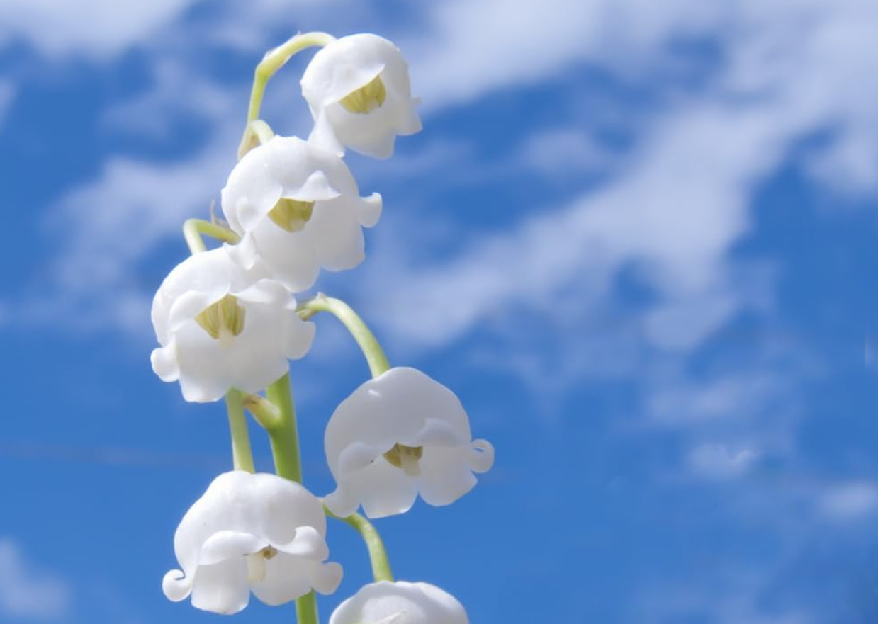 Lily of the Valley – 5 Fresh Roots – Ready for Planting – No Shipping AK, HI, PR