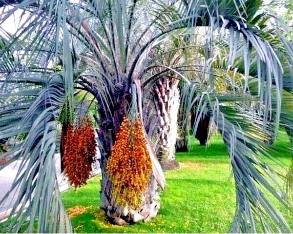 10 Jelly Pindo Palm Tree Seeds (Butia capitata) Cold Hardy Tropical Fruit Plant