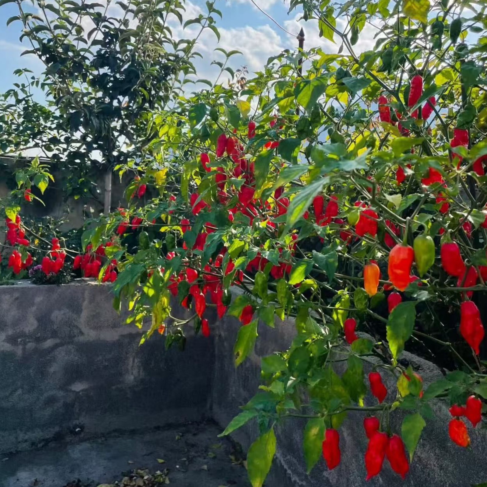 50pcs Ghost Pepper Seeds – Non-GMO Heirloom Chili Super Hot Peppers for Gardens