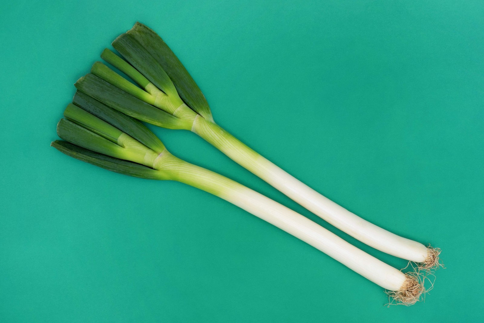 300 Evergreen NEBUKA BUNCHING ONION Japanese Allium Fistulosum Vegetable Seeds