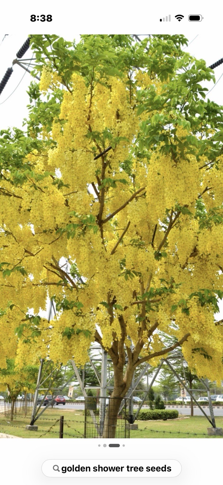 GOLDEN SHOWER TREE SEEDS (Cassia Fistula) Yellow Flowers 15 +2 Seeds