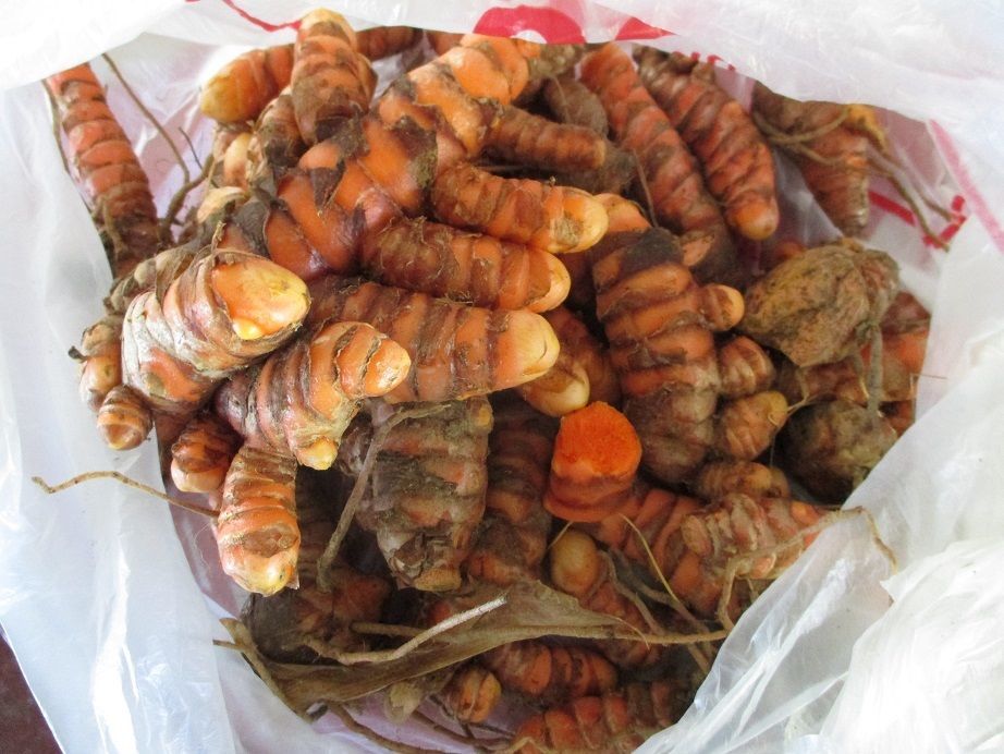 8 live Turmeric (Curcuma Longa) roots to plant or eat, USA seller