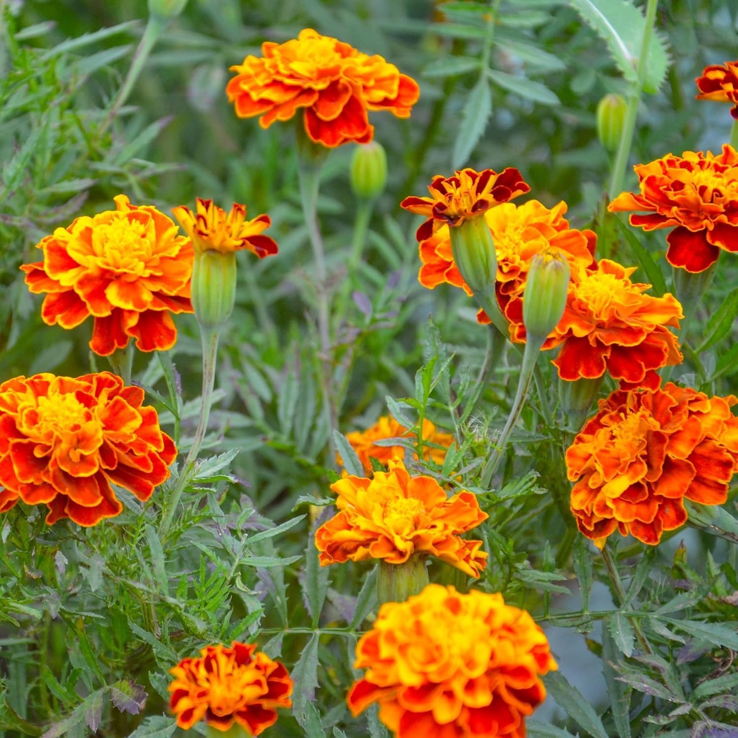 Fragrant Marigold Seeds – Petite Mixture for All Seasons, 200 Non-GMO Seeds